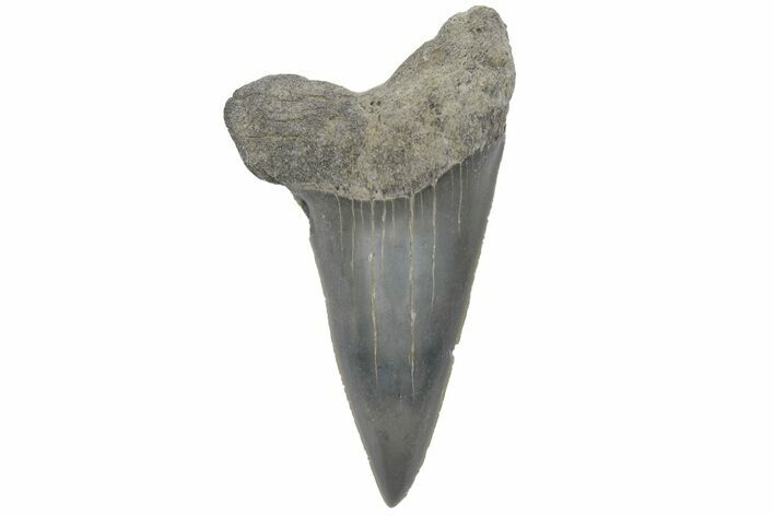 Fossil Mako Tooth - Lee Creek (Aurora), NC #220125